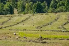 Zdjęcia: Mazurskie bociany na zdjęciach Janka Olchówki - zdjęcie 69