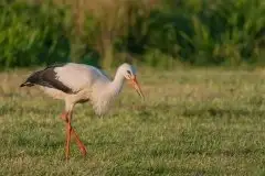 Zdjęcia: Mazurskie bociany na zdjęciach Janka Olchówki - zdjęcie 64