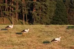 Zdjęcia: Mazurskie bociany na zdjęciach Janka Olchówki - zdjęcie 61