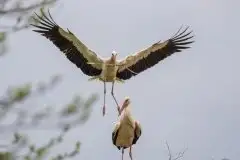 Zdjęcia: Mazurskie bociany na zdjęciach Janka Olchówki - zdjęcie 59