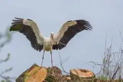 Zdjęcia: Mazurskie bociany na zdjęciach Janka Olchówki - zdjęcie 58