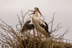 Zdjęcia: Mazurskie bociany na zdjęciach Janka Olchówki - zdjęcie 52