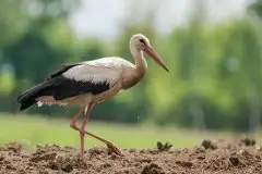 Zdjęcia: Mazurskie bociany na zdjęciach Janka Olchówki - zdjęcie 46