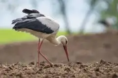 Zdjęcia: Mazurskie bociany na zdjęciach Janka Olchówki - zdjęcie 43