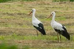 Zdjęcia: Mazurskie bociany na zdjęciach Janka Olchówki - zdjęcie 40