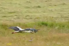 Zdjęcia: Mazurskie bociany na zdjęciach Janka Olchówki - zdjęcie 25