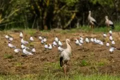 Zdjęcia: Mazurskie bociany na zdjęciach Janka Olchówki - zdjęcie 24