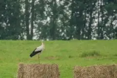 Zdjęcia: Mazurskie bociany na zdjęciach Janka Olchówki - zdjęcie 17