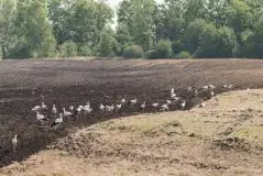 Zdjęcia: Mazurskie bociany na zdjęciach Janka Olchówki - zdjęcie 15