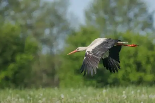 Zdjęcia: Mazurskie bociany na zdjęciach Janka Olchówki - zdjęcie 8