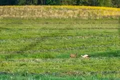 Zdjęcia: Mazurskie bociany na zdjęciach Janka Olchówki - zdjęcie 6