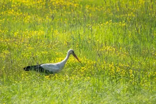 Zdjęcia: Mazurskie bociany na zdjęciach Janka Olchówki - zdjęcie 5