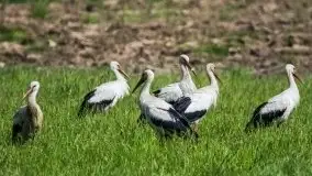Zdjęcia: Mazurskie bociany na zdjęciach Janka Olchówki - zdjęcie 1
