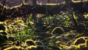 Zachód przy zwalony moście i jeziorze Patelnia, Kruklanki 03.2020 - zdjęcie 38