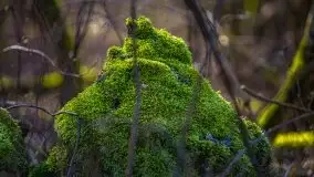 Jezioro Białoławki w marcowym słońcu - zdjęcie 38