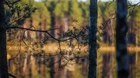 Jezioro Wesołek w marcu 2020 - zdjęcie 32