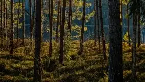 Jezioro Wesołek w marcu 2020 - zdjęcie 12