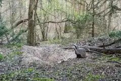 Borsuki na zdjęciach Jana Olchówki - zdjęcie 40