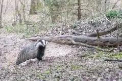 Borsuki na zdjęciach Jana Olchówki - zdjęcie 36
