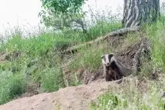 Borsuki na zdjęciach Jana Olchówki - zdjęcie 33