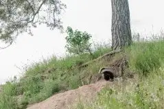 Borsuki na zdjęciach Jana Olchówki - zdjęcie 32