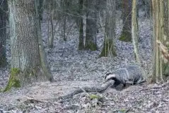 Borsuki na zdjęciach Jana Olchówki - zdjęcie 27