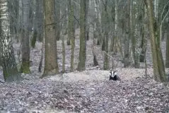 Borsuki na zdjęciach Jana Olchówki - zdjęcie 26