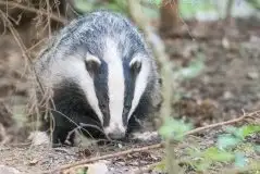Borsuki na zdjęciach Jana Olchówki - zdjęcie 18