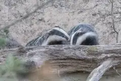 Borsuki na zdjęciach Jana Olchówki - zdjęcie 11