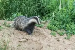 Borsuki na zdjęciach Jana Olchówki - zdjęcie 6