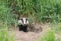 Borsuki na zdjęciach Jana Olchówki - zdjęcie 4