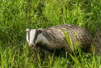 Borsuki na zdjęciach Jana Olchówki
