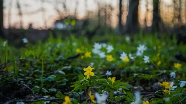 Wiosna w lesie miejskim w Giżycku pod koniec kwietnia - zdjęcie 5