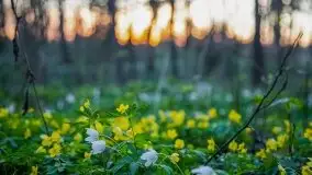 Wiosna w lesie miejskim w Giżycku pod koniec kwietnia - zdjęcie 10