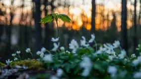 Wiosna w lesie miejskim w Giżycku pod koniec kwietnia - zdjęcie 11