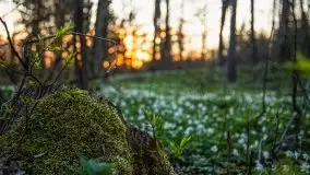 Wiosna w lesie miejskim w Giżycku pod koniec kwietnia - zdjęcie 12