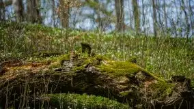 Wiosna w lesie miejskim w Giżycku pod koniec kwietnia - zdjęcie 16