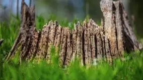 Wiosna w lesie miejskim w Giżycku pod koniec kwietnia - zdjęcie 19