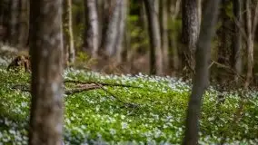 Wiosna w lesie miejskim w Giżycku pod koniec kwietnia - zdjęcie 20