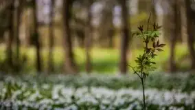 Wiosna w lesie miejskim w Giżycku pod koniec kwietnia - zdjęcie 27