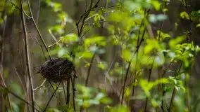 Wiosna w lesie miejskim w Giżycku pod koniec kwietnia - zdjęcie 28