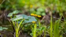 Wiosna w lesie miejskim w Giżycku pod koniec kwietnia - zdjęcie 46