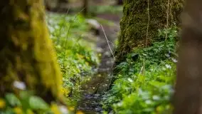 Wiosna w lesie miejskim w Giżycku pod koniec kwietnia - zdjęcie 47