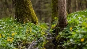 Wiosna w lesie miejskim w Giżycku pod koniec kwietnia - zdjęcie 44