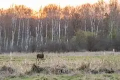 Zdjęcia: Mazurska wiosna na zdjęciach Janka Olchówki - zdjęcie 5