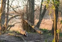 Zdjęcia: Mazurska wiosna na zdjęciach Janka Olchówki - zdjęcie 12