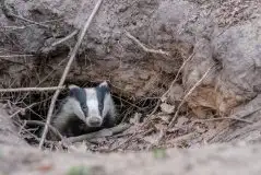 Zdjęcia: Mazurska wiosna na zdjęciach Janka Olchówki - zdjęcie 34