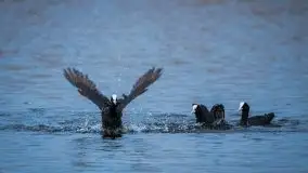 Mazurska i wiosenna flora i fauna na zdjęciach Staszka Sielewicza - zdjęcie 9