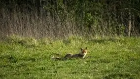 Mazurska i wiosenna flora i fauna na zdjęciach Staszka Sielewicza - zdjęcie 30