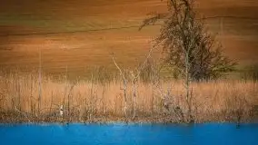 Mazurska i wiosenna flora i fauna na zdjęciach Staszka Sielewicza - zdjęcie 5